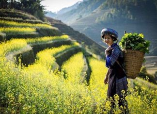 Kinh nghiệm du lịch Tây Bắc mùa thu, khám phá mùa vàng vùng núi cao Kinh nghiệm du lịch Tây Bắc mùa thu, khám phá mùa vàng vùng núi cao