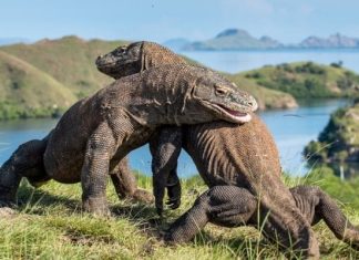 Du lịch đảo Komodo Indonesia, lưu ngay kinh nghiệm chi tiết từ A – Z Du lịch đảo Komodo Indonesia, lưu ngay kinh nghiệm chi tiết từ A - Z